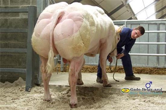 Gặp gỡ loài bò có cơ bắp 