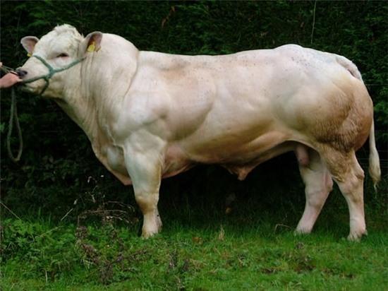 Gặp gỡ loài bò có cơ bắp "khủng" như lực sĩ 6