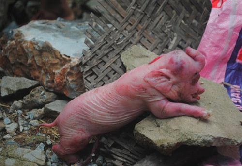 Đổ xô xem lợn đẻ ra voi ở Nghệ An