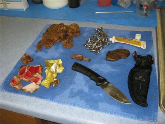 Khóc thét trước những dị vật nguy hiểm nằm gọn trong dạ dày thú cưng 1