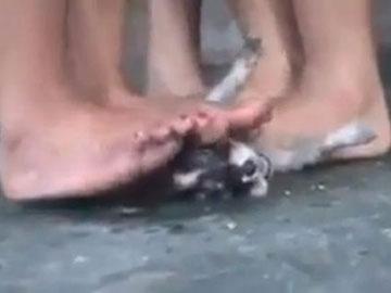 Dân mạng phẫn nộ 3 cô gái giẫm chó con đến chết