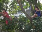 2 người phụ nữ cố thủ để phản đối việc chặt cây