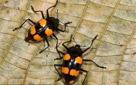 Dự đoán thời tiết nhờ... 