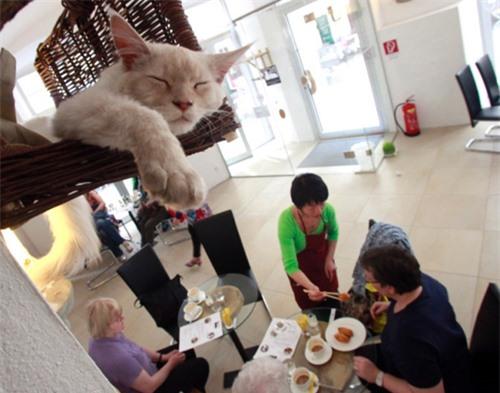 Cafe Neko Looking for a kitten friendly restaurant? Cats roam free at Cafe Neko, Vienna's first cat cafe. Customers can play with the eatery's five feline hosts, Sonja, Thomas, Moritz, Luca and Momo, as they dine.