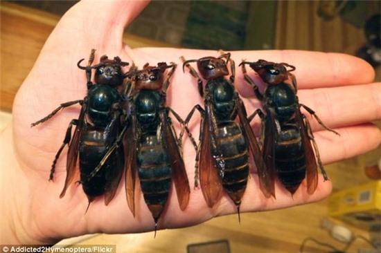 Kinh hãi đàn ong khổng lồ có khả năng giết người 1