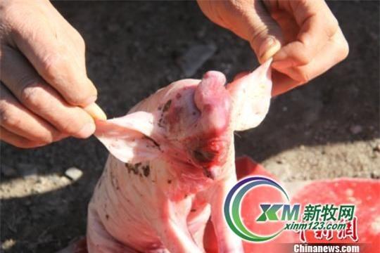 Hình ảnh chú lợn con lai voi gây sốc ở Trung Quốc 1