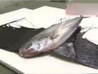 Cá có thân hình kỳ lạ lọt lưới ngư dân Nhật Bản