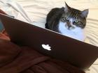 Mèo sử dụng MacBook thành thạo như người
