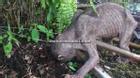 Xuất hiện loài sinh vật với hình dáng kỳ quái ở Indonesia