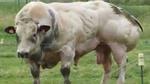 Chú bò “lực sĩ” cơ bắp nhất thế giới