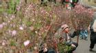 Những hình ảnh xót lòng về một mùa Tết buồn của hoa đào Nhật Tân