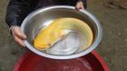 Bắt được cá trê vàng siêu hiếm ở Trung Quốc