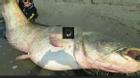 Bắt được cá trê ăn thịt người 'khủng' nặng 127kg