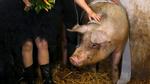 Cuộc thi hoa hậu lợn cực “chuyên nghiệp” ở Hungary