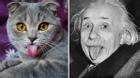 Cô mèo nổi tiếng vì thè lưỡi giống... nhà bác học Anh-xtanh