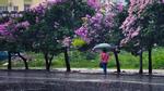 Bắc Bộ nhiều lúc có mưa, Hà Nội tiết trời dịu mát