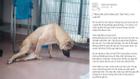 Hà Nội: Chuyện chú chó bị liệt hai chân được nhiều người xin nhận nuôi gây xúc động