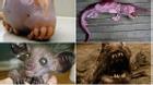 'Rợn người' với 10 sinh vật hoang dã kỳ dị nhất thế giới