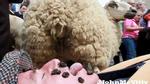Cuộc thi thổi phân cừu độc đáo ở Ireland