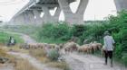 Đàn cừu được chăn thả ngay dưới chân cầu Vĩnh Tuy
