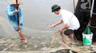 Người Hà Nội rủ nhau đi vợt cá ở sông Kim Ngưu sau trận mưa lớn