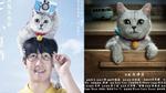 Fan bực mình khi Doraemon bản live-action của Trung Quốc là mèo thật