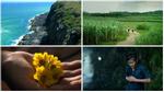 'Tôi thấy hoa vàng trên cỏ xanh' – 'hiện tượng' của điện ảnh Việt