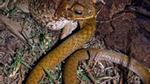 Chuyện lạ khó tin: Cóc khổng lồ “ăn tươi nuốt sống” rắn!