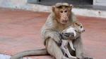 Cảm động cảnh mẹ khỉ nhận nuôi, chăm sóc chó con như con đẻ