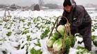Giá rau củ, trái cây từ châu Á tăng vọt vì thời tiết quá lạnh
