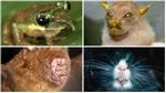 Những con vật kỳ lạ có ngoại hình 