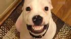 Chú chó đáng yêu nhe răng cười hồn nhiên khi được ăn pho mát