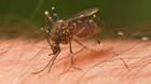 Virus Zika chưa nguy hiểm bằng virus gây sốt xuất huyết?