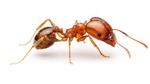 Loài kiến kỳ lạ “trẻ mãi không già”