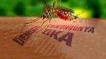 Phụ nữ có thai đầu tiên mắc virus Zika ở châu Âu