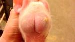 Con lợn kỳ lạ sinh ra với 2 tinh hoàn trên đầu thay cho mắt