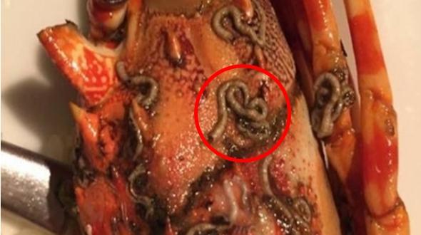 Thực khách hoảng sợ vì sụn gà nướng có dòi bò-2