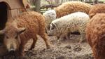Loài lợn có thịt ngon ngang ngửa thịt bò Kobe và có lông giống cừu