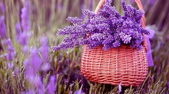 Em vẫn chọn nhành hoa oải hương năm ấy