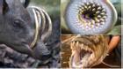 5 loài vật có hàm răng đáng sợ nhất hành tinh