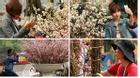 Hoa anh đào Nhật nở rộ, đẹp rực rỡ giữa tiết xuân Hà Nội