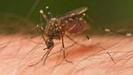 Xét nghiệm 3 trường hợp nghi ngờ nhiễm virus Zika ở Hà Nội