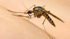 Muỗi vằn nuôi ở đảo Trí Nguyên có thể áp chế virus Zika