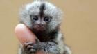 5 loài khỉ kì dị nhất thế giới
