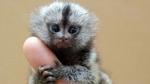 5 loài khỉ kì dị nhất thế giới