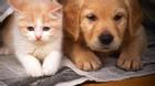 Cấm nuôi chó mèo ở chung cư: Không lẽ phải chuyển nhà vì chó?