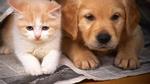 Cấm nuôi chó mèo ở chung cư: Không lẽ phải chuyển nhà vì chó?