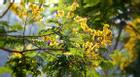 Mùa hoa điệp vàng thắp sáng những hàng cây Sài Gòn