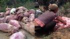 Lợn chết vứt ra đường, người dân mang về ăn