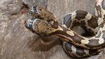 Lạ lùng rắn dị dạng có hai đầu tìm cách cắn lẫn nhau